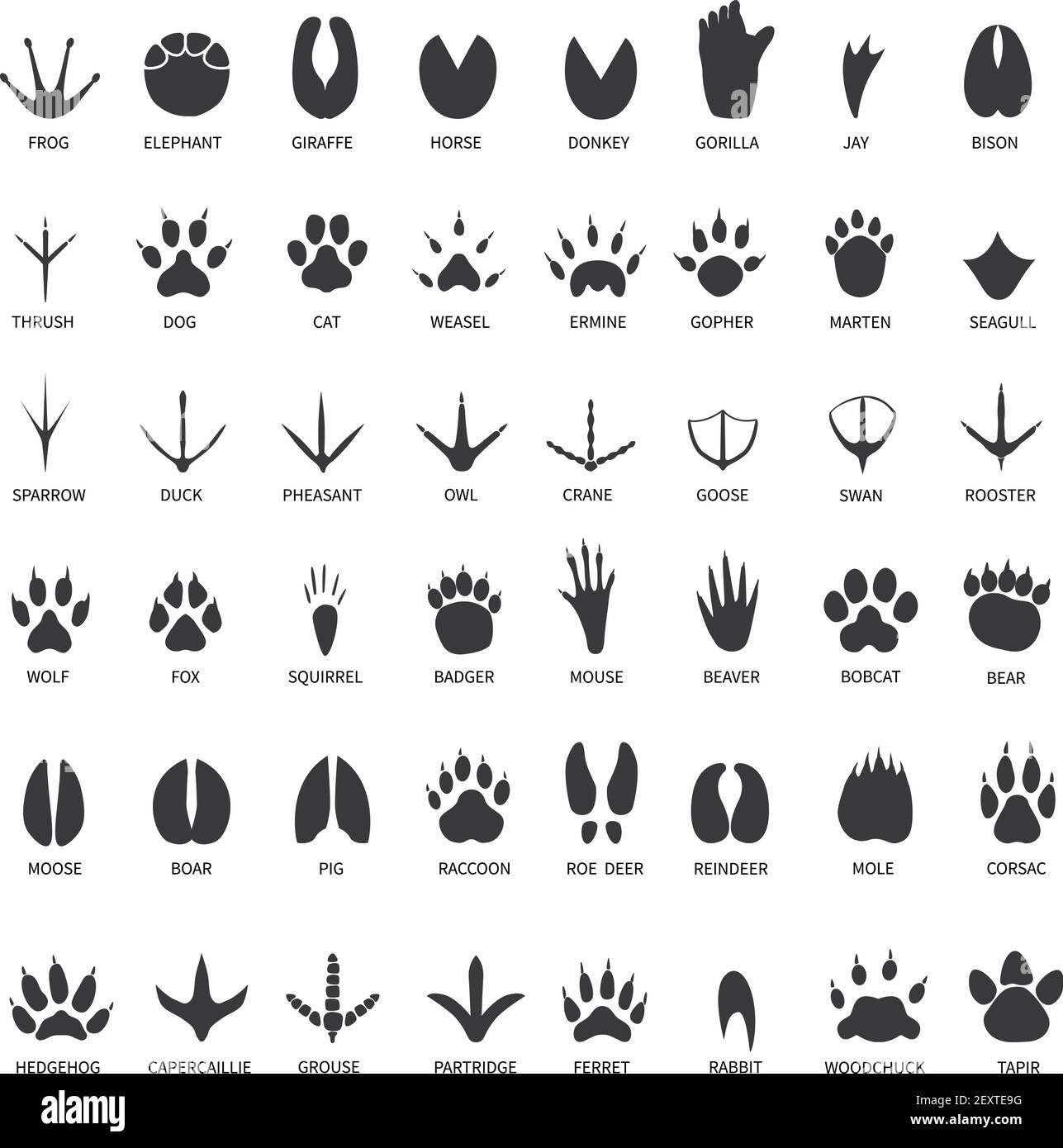 Animals footprints. Animal paws prints. Elephant and gorilla, bison and wolf. Cat, dog and deer, bear black foot tracks vector set. Illustration foot wildlife, paw of wolf print, black track bear Stock Vector