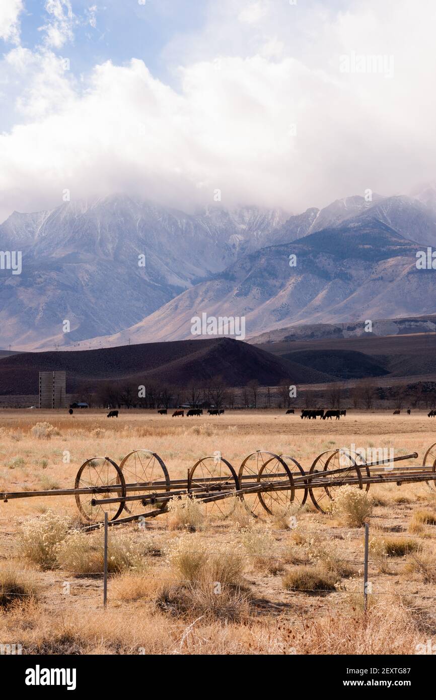 Black Angus Cattle Mountain Ranch Living Livestock Farm Agriculture ...
