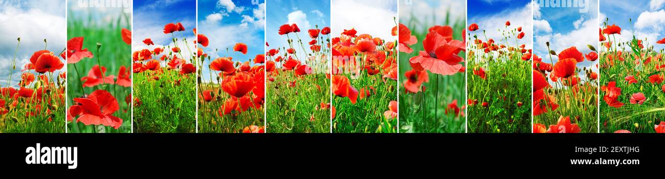 Collage bright juicy landscapes poppy field in spring. Stock Photo