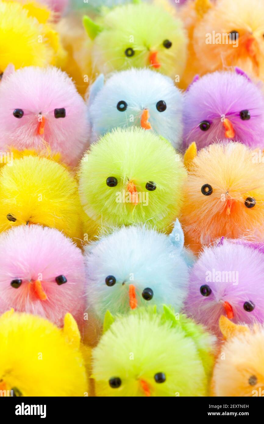 Colourful chicks for Easter Stock Photo - Alamy