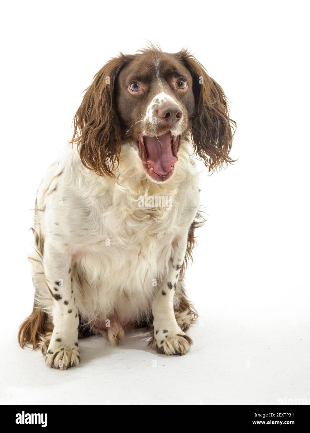 An English Springer Spaniel, a working gundog breed, against a white background photographed in a studio Stock Photo
