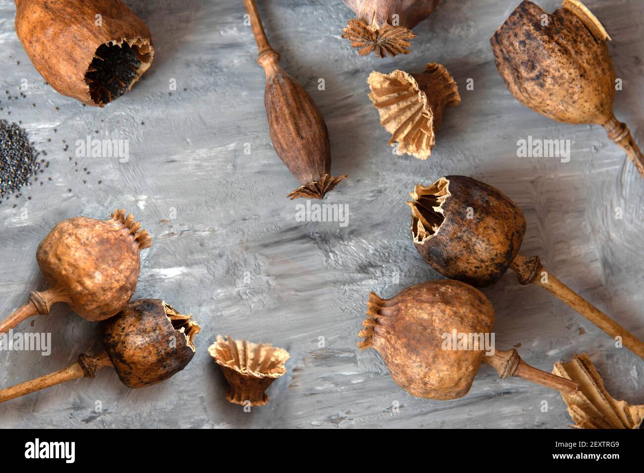 Homemade grown poppy heads, opened head and spilled poppy seeds. Stock Photo