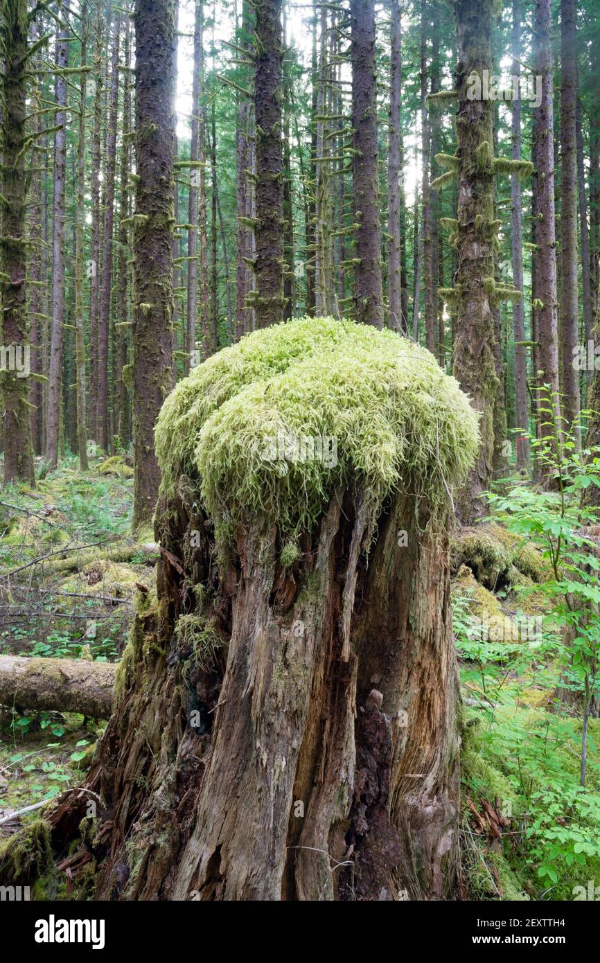 Hoh Rainforest Spruce Hemlock Cedar Trees Fern Groundcover Stock Photo