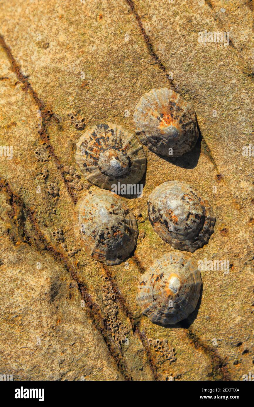 Sea shells on the rock during low tide Stock Photo