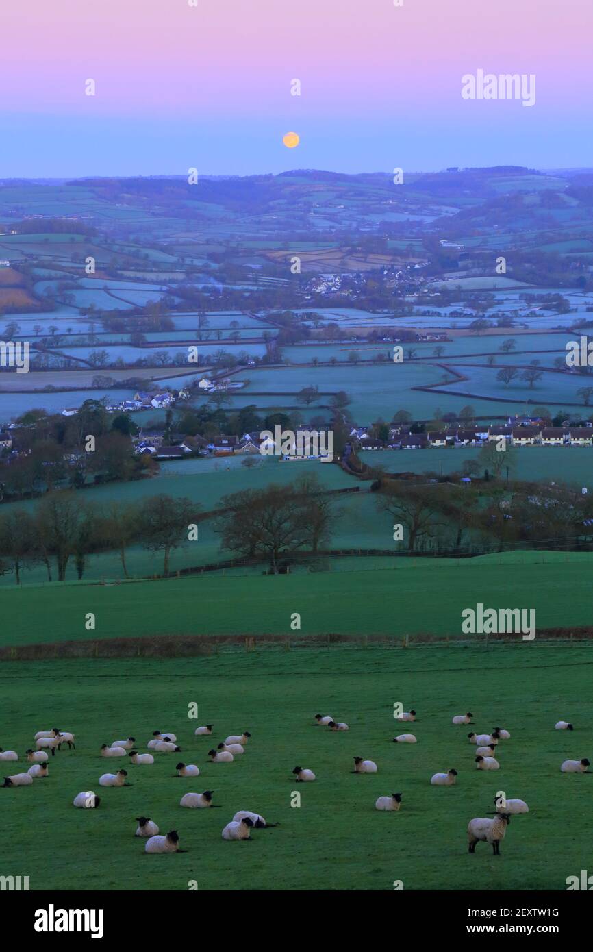 Herd of seep grazing in Axe Valley, Devon Stock Photo