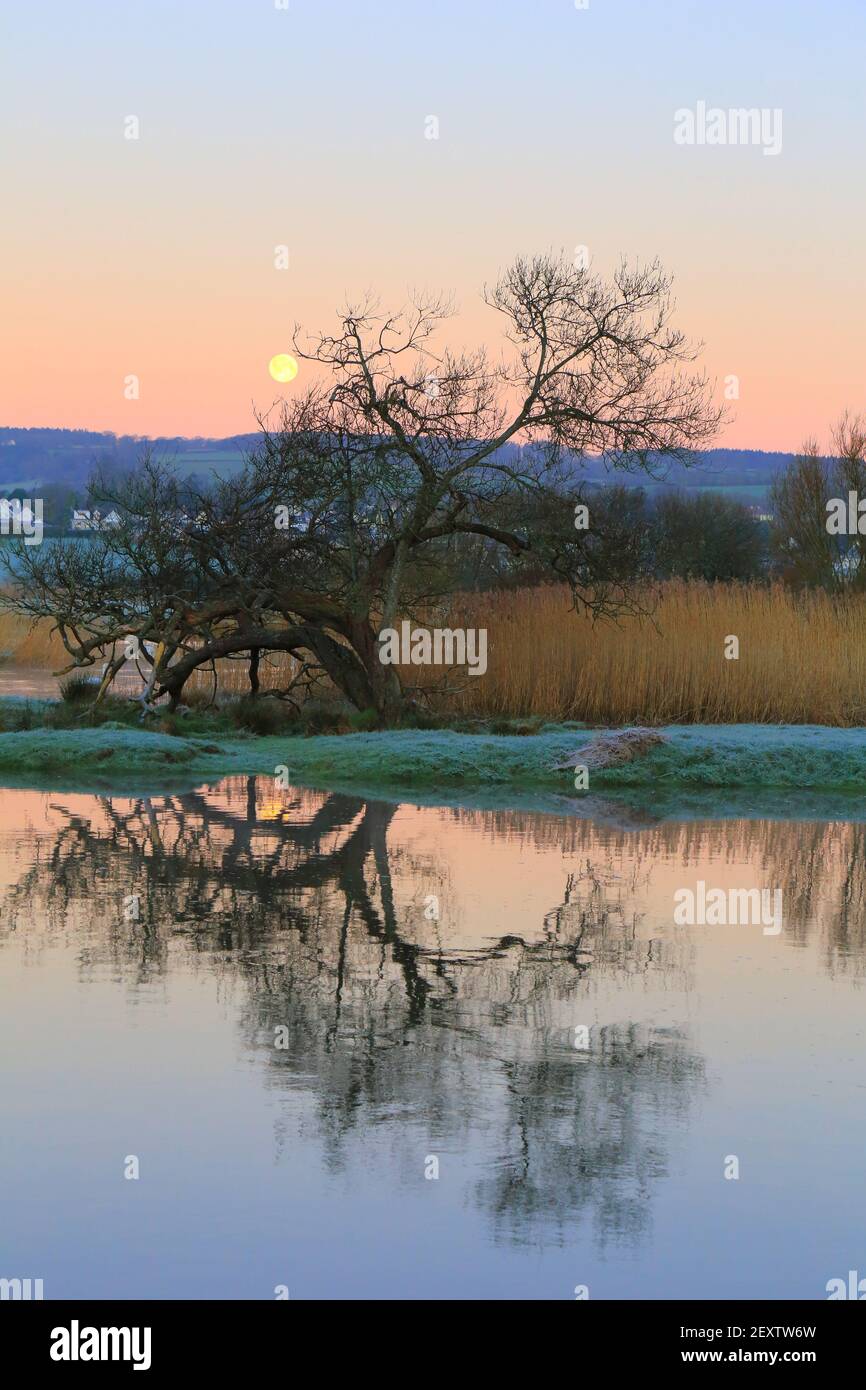 Tree at sunrise reflected on the water of river Axe in East Devon AONB (Area of Outstanding Natural Beauty) Stock Photo