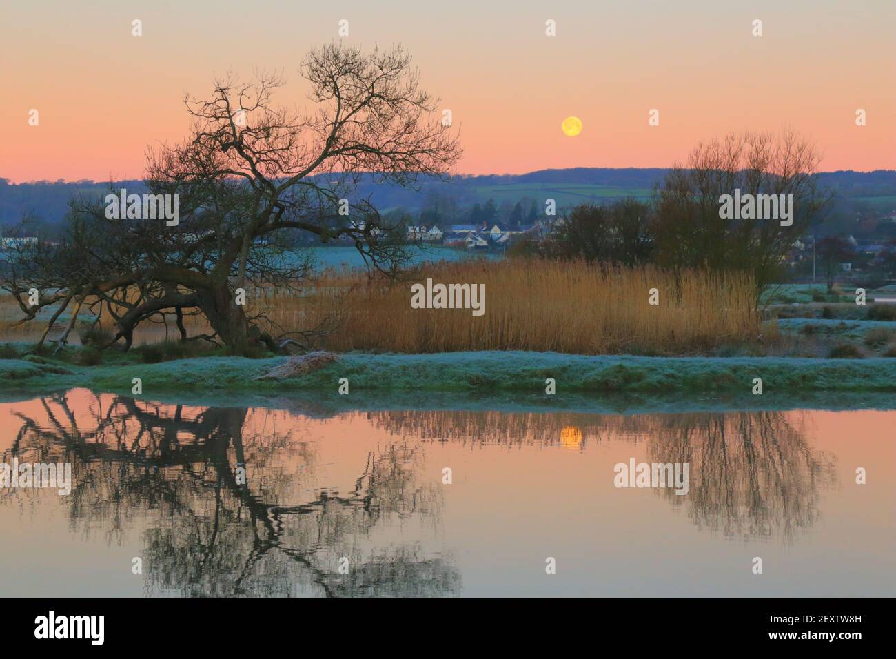 Tree at sunrise reflected on the water of river Axe in East Devon AONB (Area of Outstanding Natural Beauty) Stock Photo