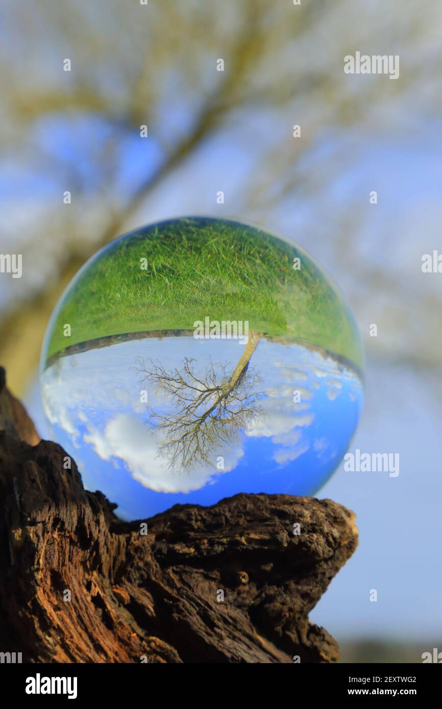Tree seen through clear glass ball sphere Stock Photo