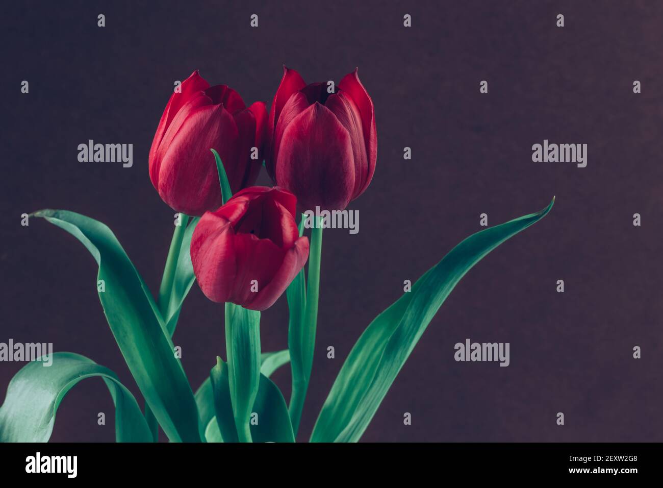 bouquet of red tulip flowers on dark background Stock Photo