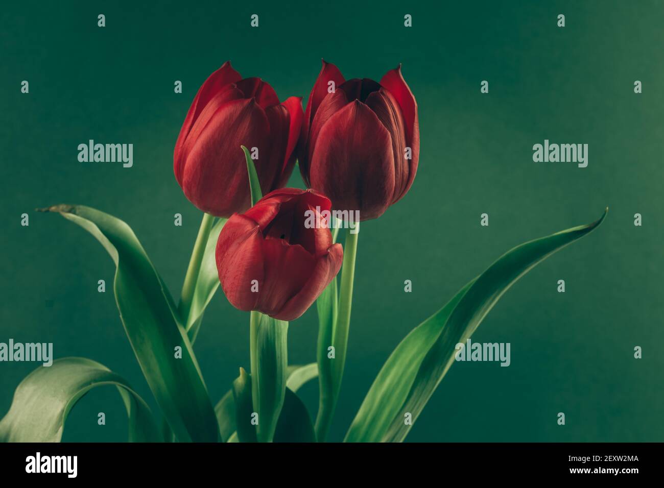 bouquet of red tulip flowers, vibrant tone Stock Photo