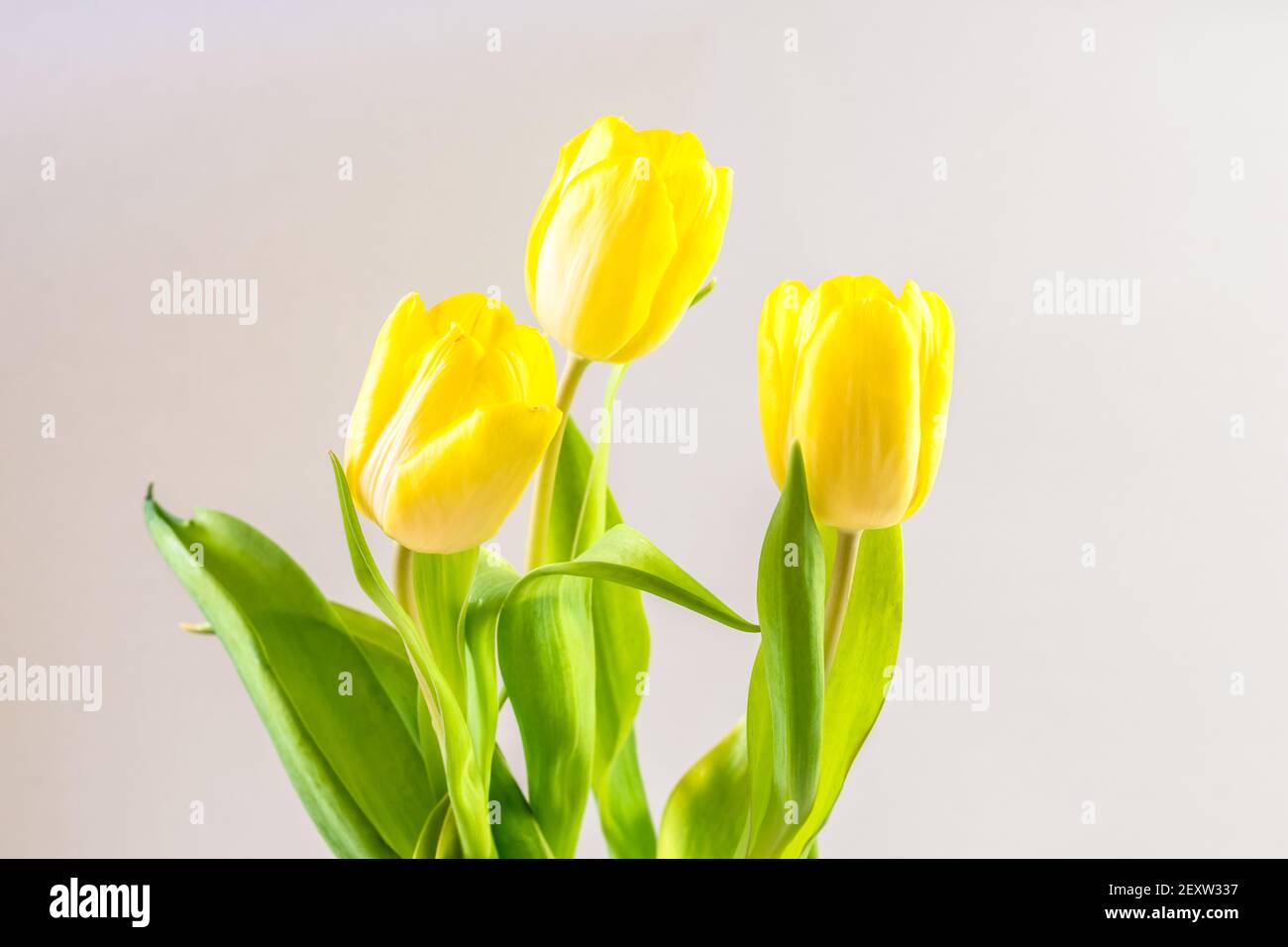 bouquet of yellow tulip flowers on white background Stock Photo - Alamy