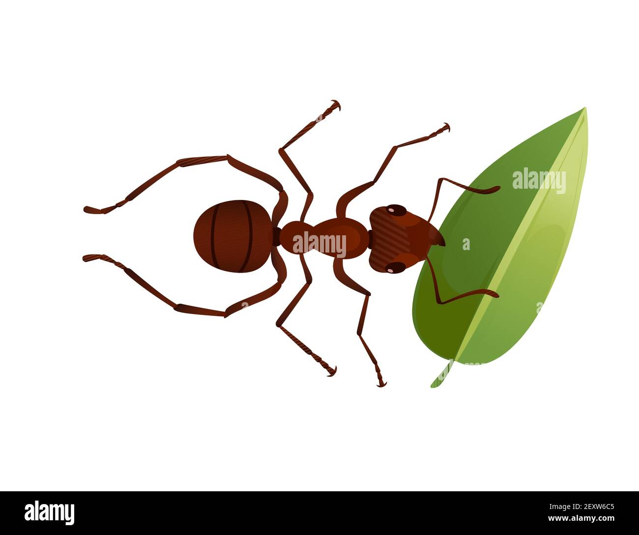 Cute brown ant holding a green leaf cartoon bug animal design vector illustration isolated on white background Stock Vector