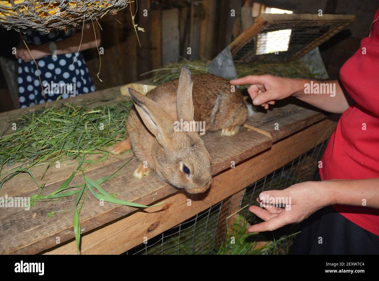 On the farm: The farmer who is growing rabbits for meat is showing a young gray brown rabbit on a wooden rabbit hutch. Stock Photo