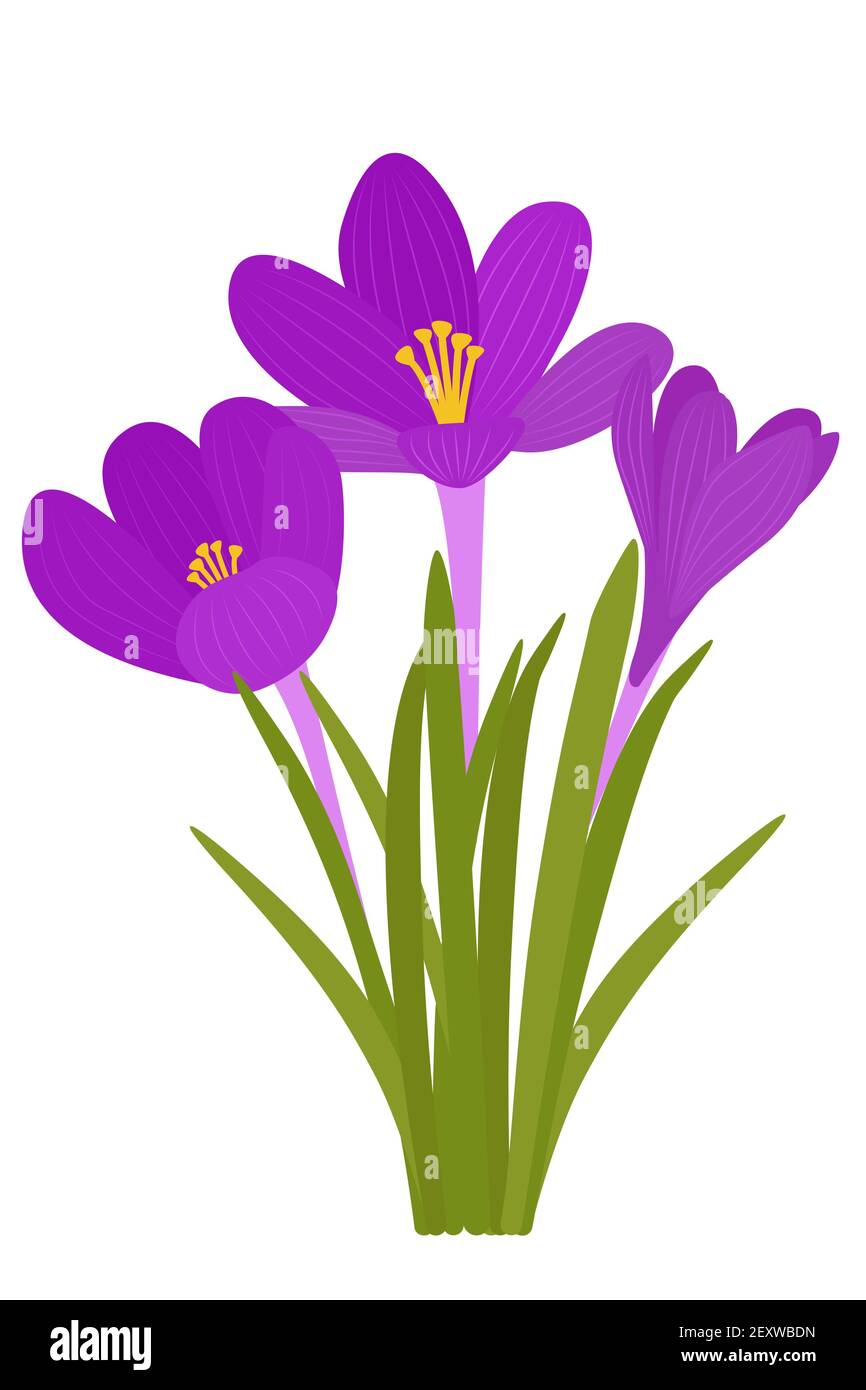 Crocus flowers. Vector bright purple flowers. Vector.Early wildflowers. The symbol of the arrival of spring and Easter. Stock Vector