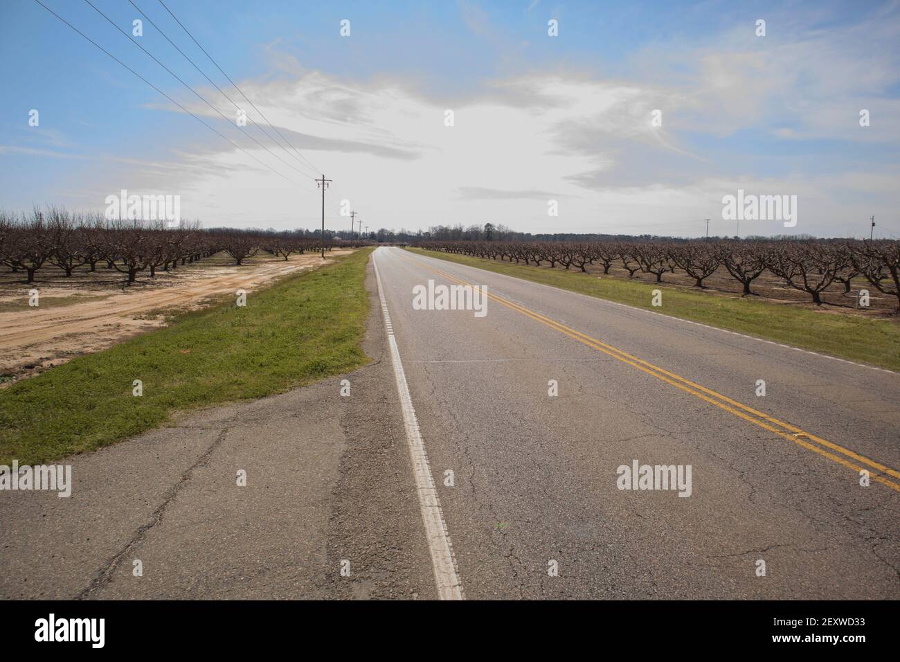 Edgefield County, South Carolina USA 03 05 20 Rows of Peach trees