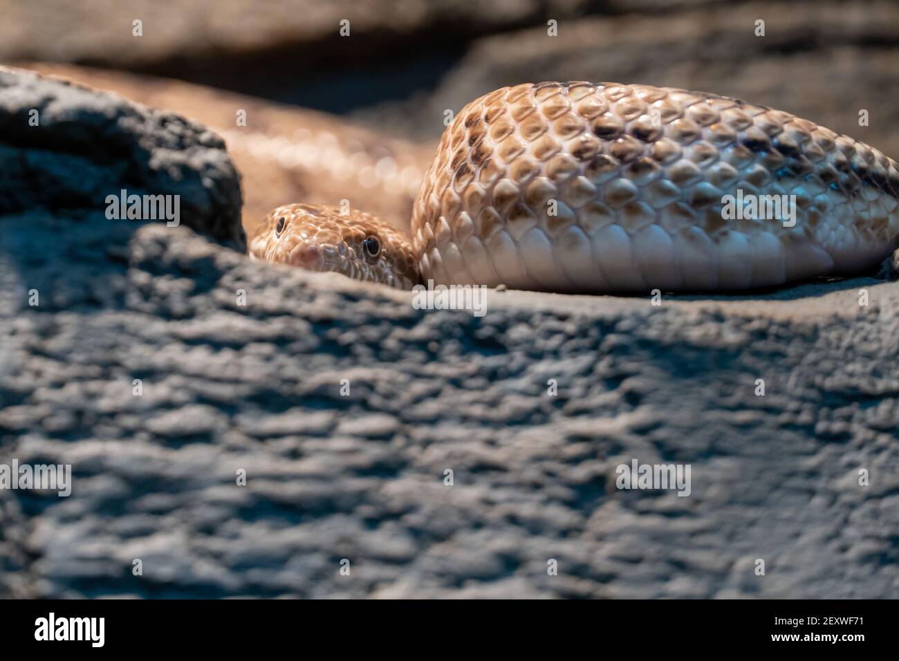 Spalerosophis diadema, known commonly as the diadem snake and the royal snake close up on the rocks at night in the middle east or north africa. Stock Photo