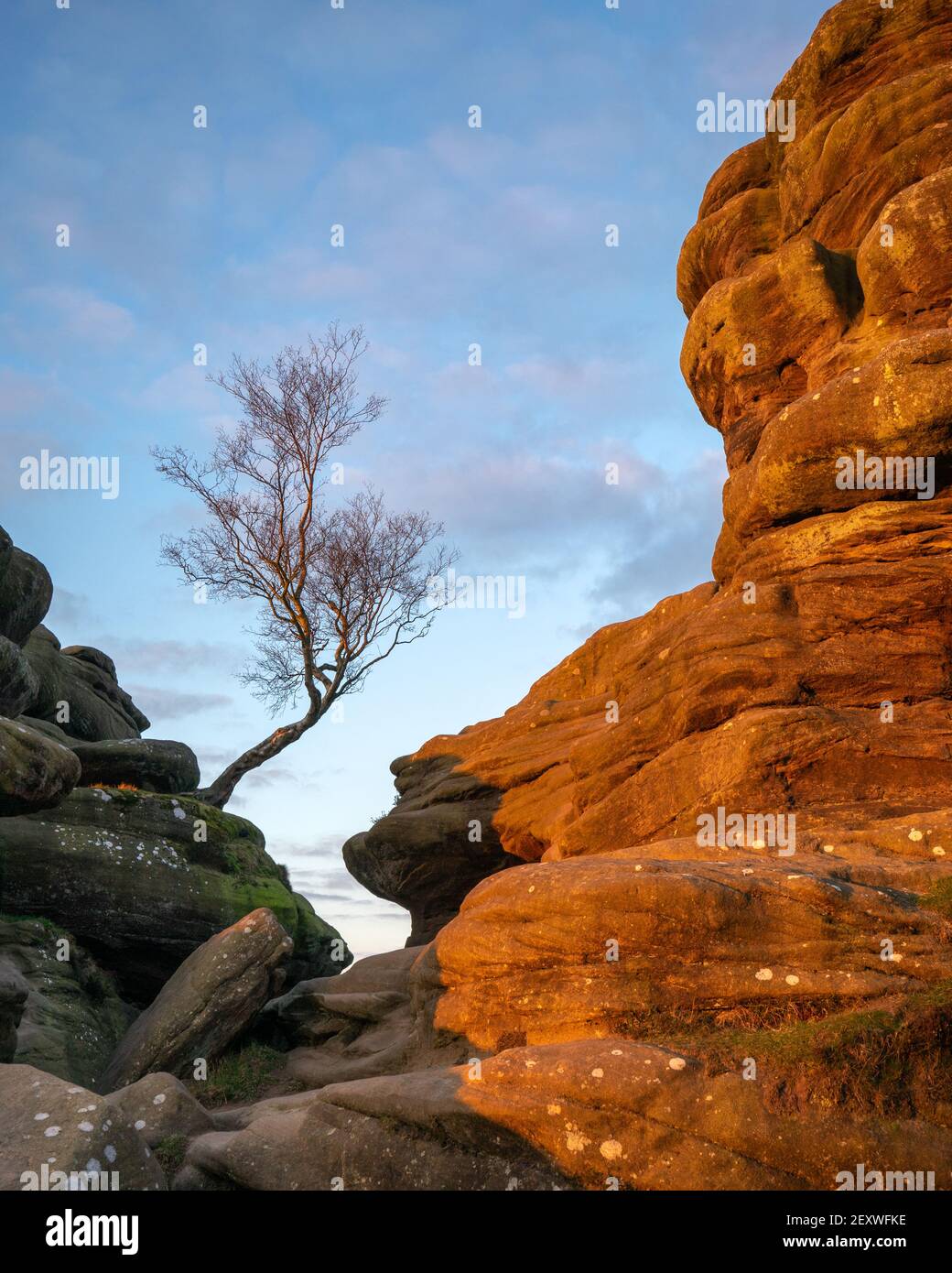 The weathered gritstone formations at Brimham Rocks glow red as the rising sun highlights the textures alongside a lone tree. Stock Photo