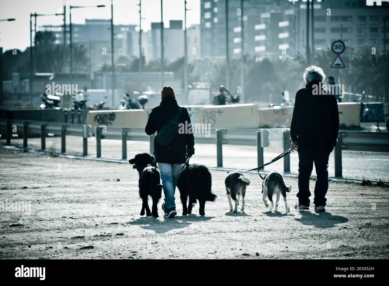 Rear of a man and a woman walking with dogs. Cityscape background. Stock Photo