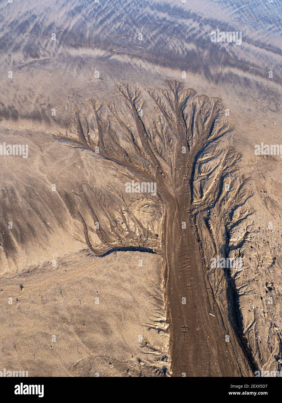 Natural sand pattern on beach, resembling tree. Nature background Stock ...