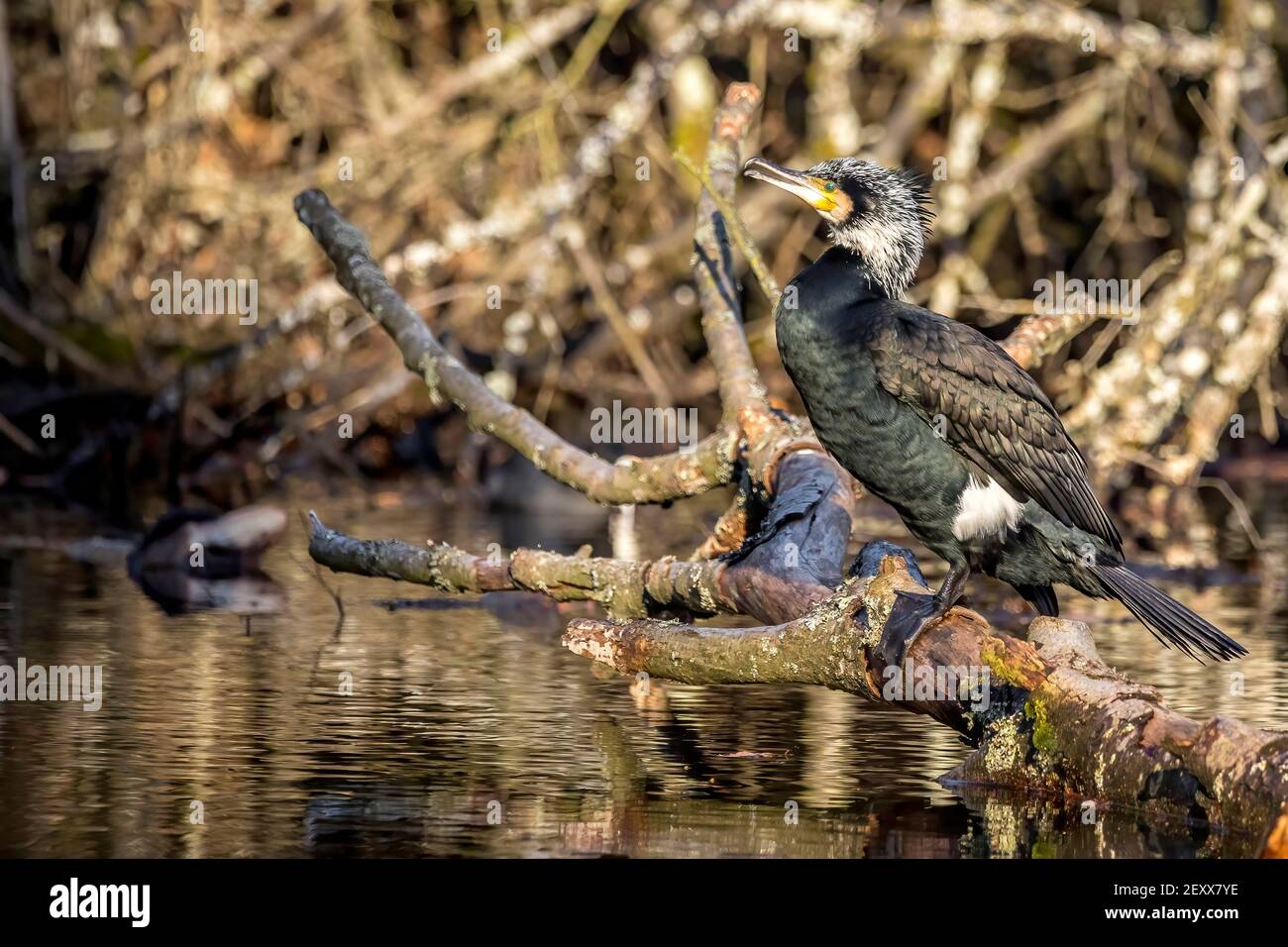 A great black cormorant sitting on a tree in a pond called Jacobiweiher next to Frankfurt, Germany at a sunny evening in winter. Stock Photo