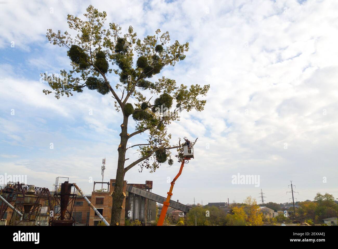 Two male service workers cutting down big tree branches with chainsaw ...