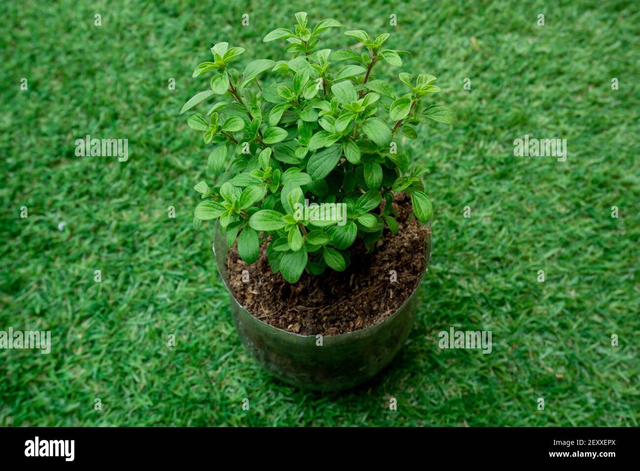 Spermacoce alata, Know as the Winged False Buttonweed in a Rustic Plastic Pot in the Garden Stock Photo
