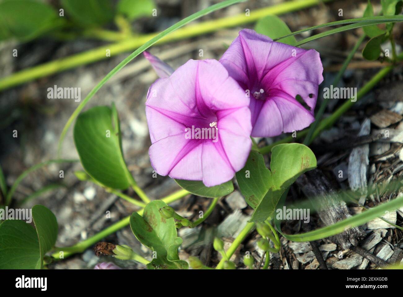 railroad-vine-grows-in-the-historic-virginia-key-beach-park-in-florida