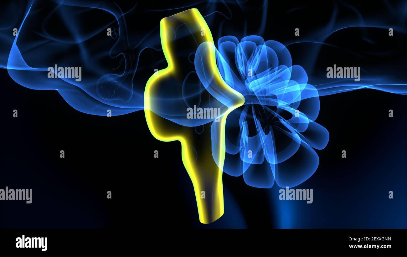 Human Brain inner parts Anatomy. 3D Illustration Stock Photo Alamy