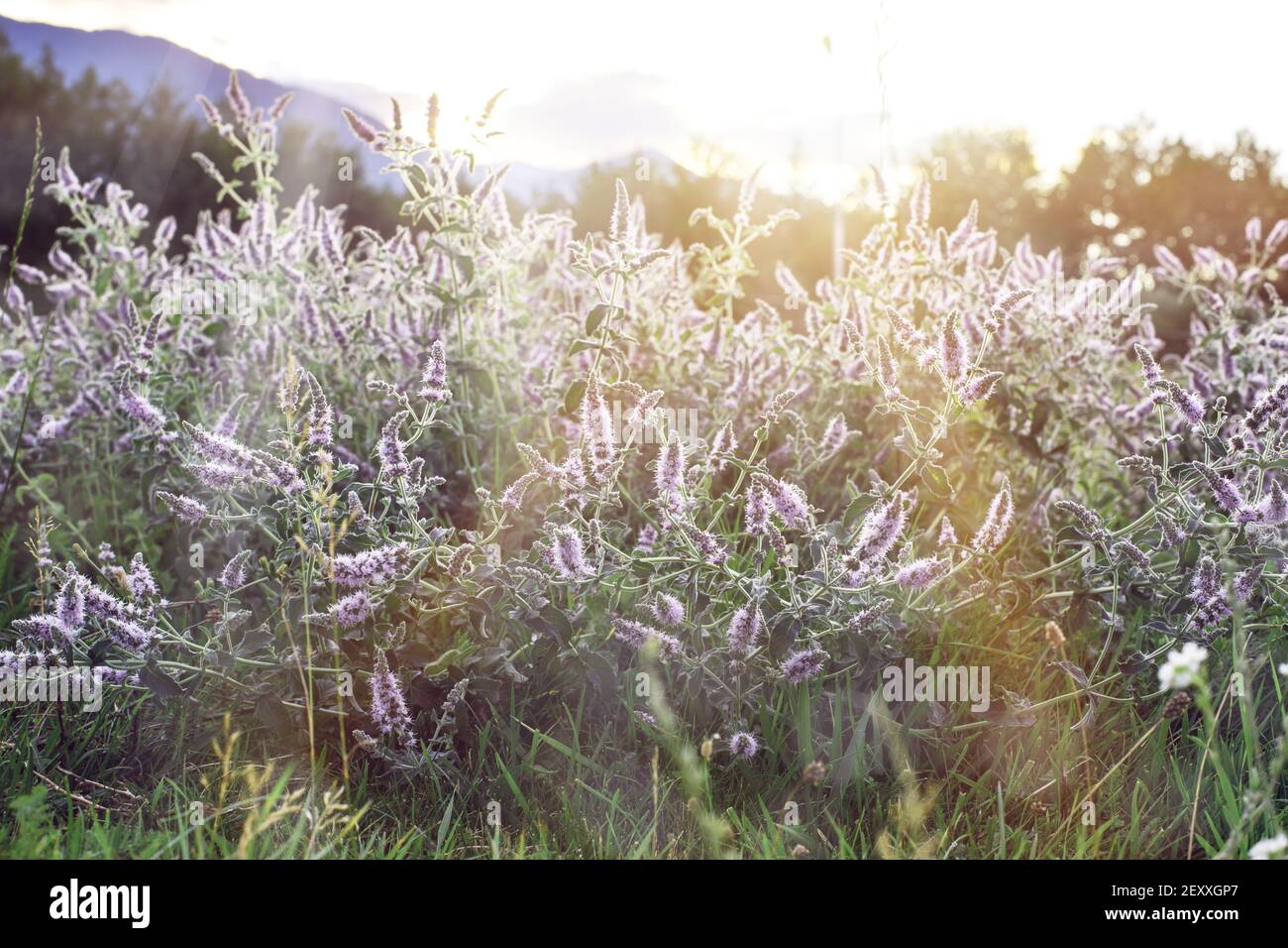 Nature ecological background. Blossoming purple wild majoram flowers lightened by sunset sun rays background Stock Photo