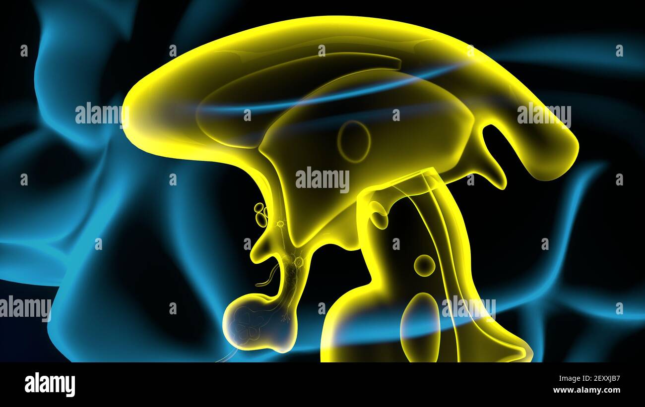 Human Brain inner parts Anatomy. 3D Illustration Stock Photo Alamy