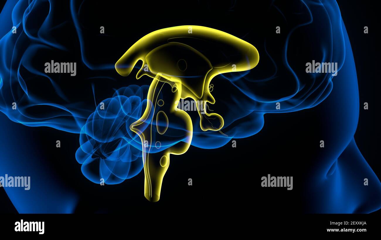 Human Brain inner parts Anatomy. 3D Illustration Stock Photo Alamy