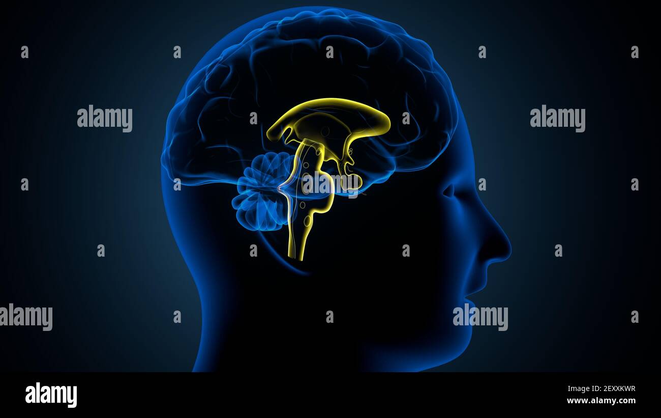 Human Brain inner parts Anatomy. 3D Illustration Stock Photo Alamy