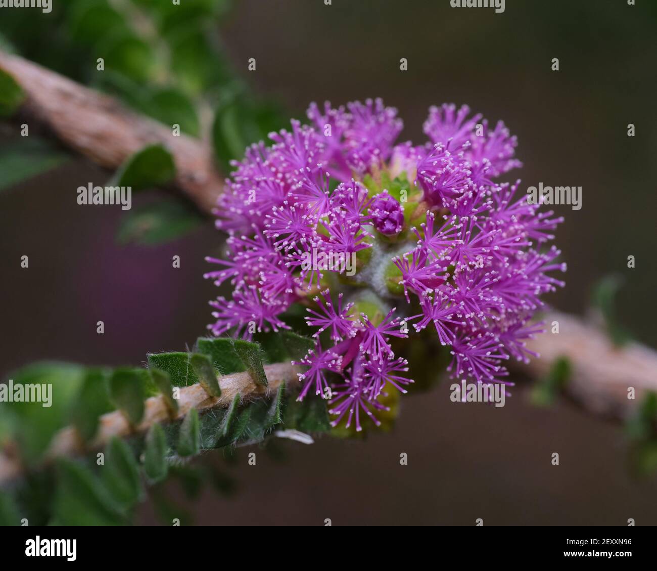 Regilia Ciliata Stock Photo