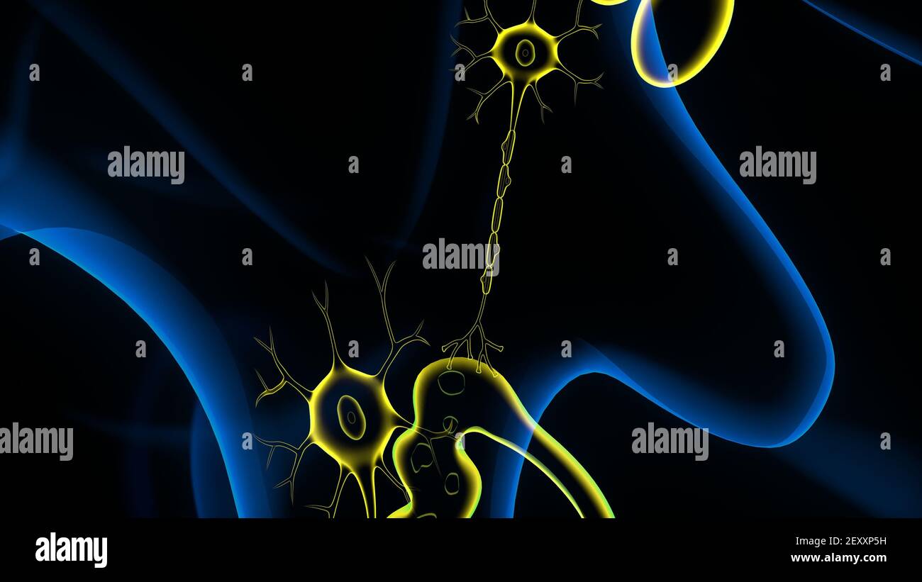 Human Brain inner parts Anatomy. 3D Illustration Stock Photo Alamy