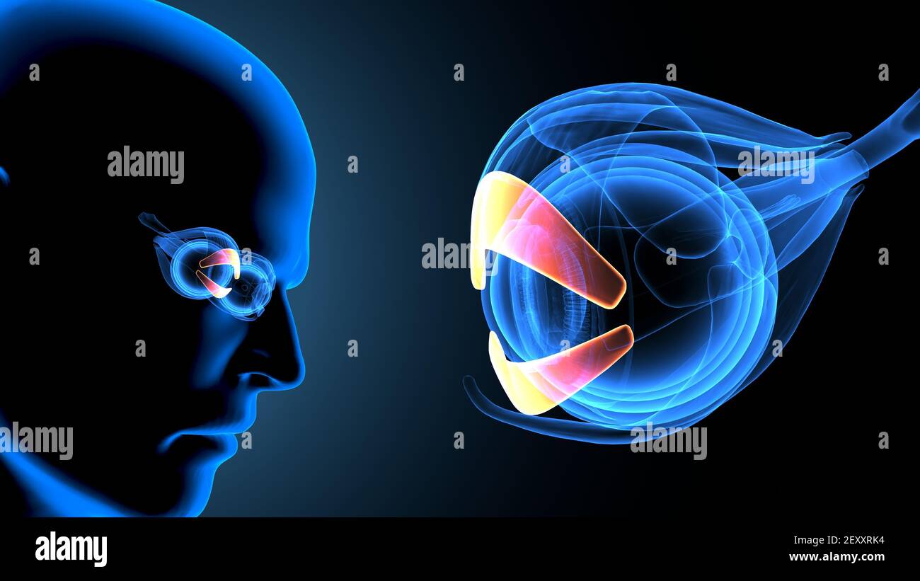 3d render of human body eye anatomy Stock Photo - Alamy