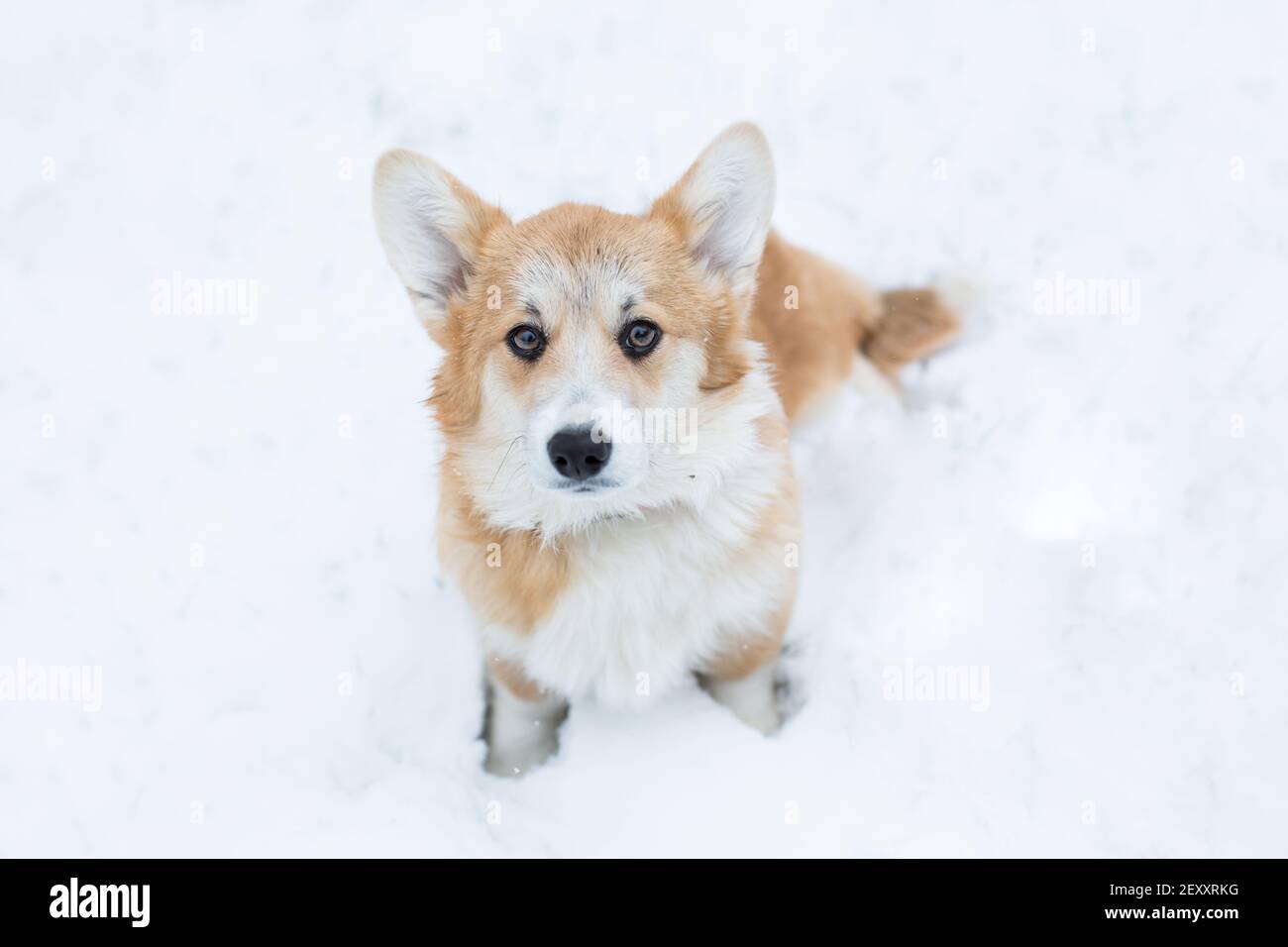 Pembroke Welsh Corgi Puppy High Resolution Stock Photography And Images Alamy