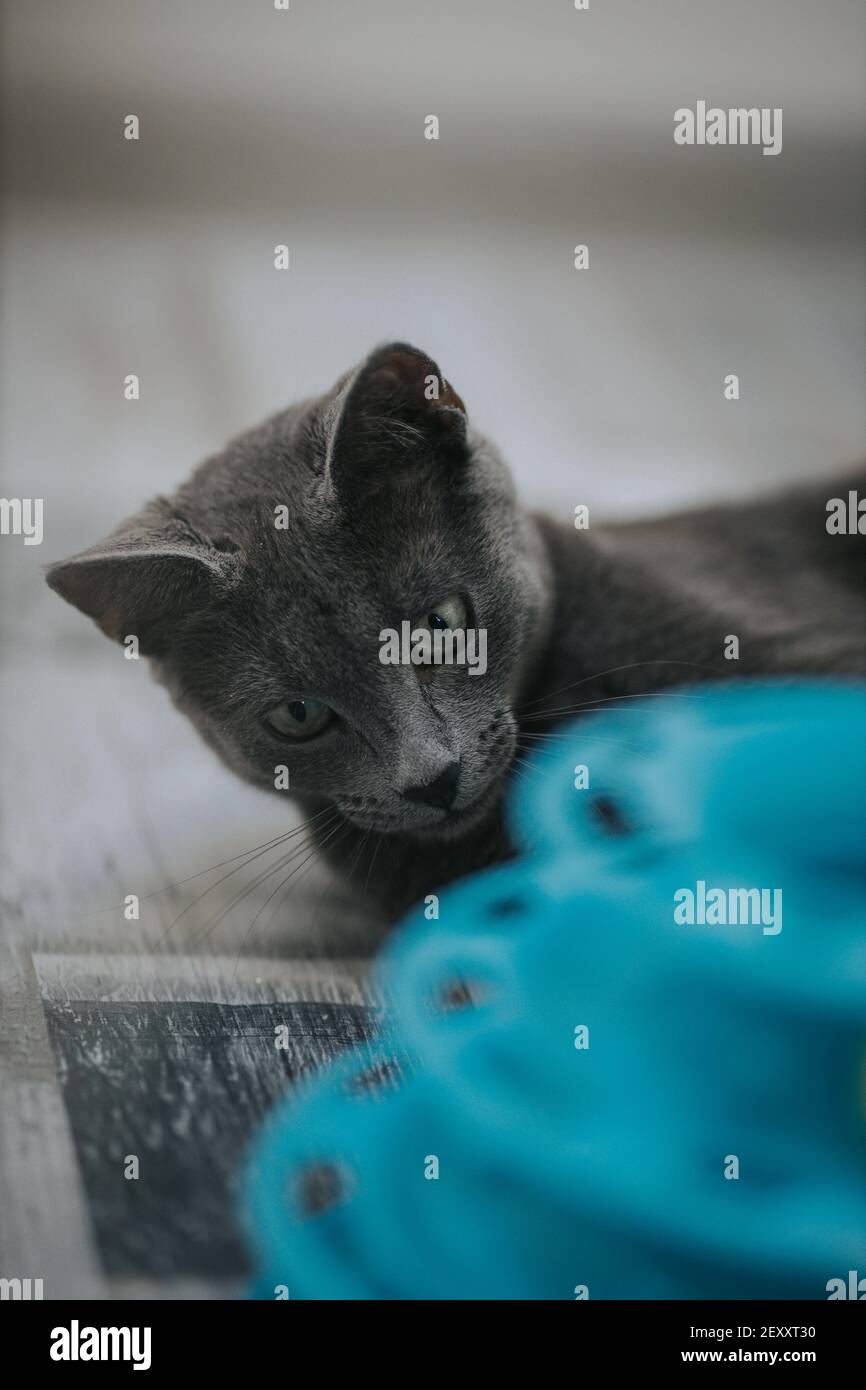 Portrait of a cute gray cat indoors Stock Photo - Alamy