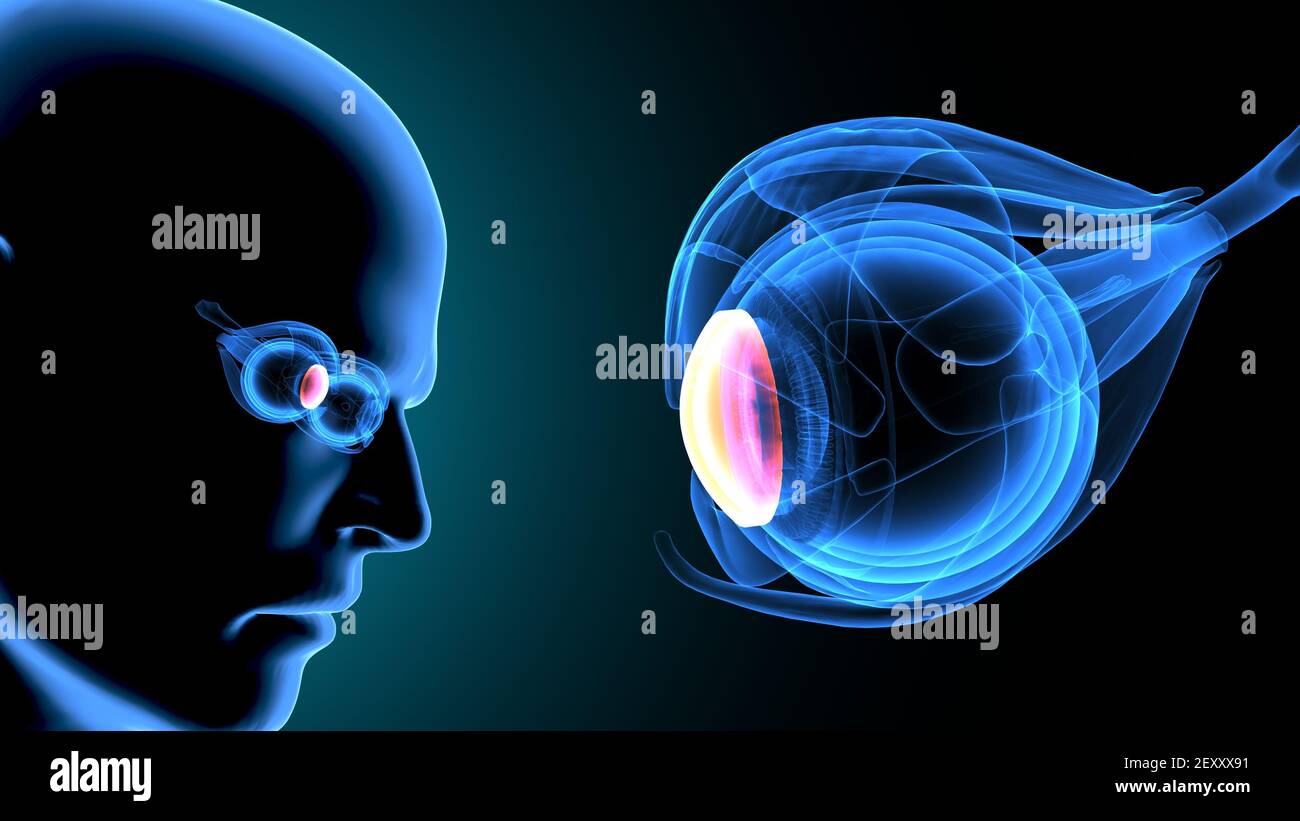 3d render of human body eye anatomy Stock Photo - Alamy