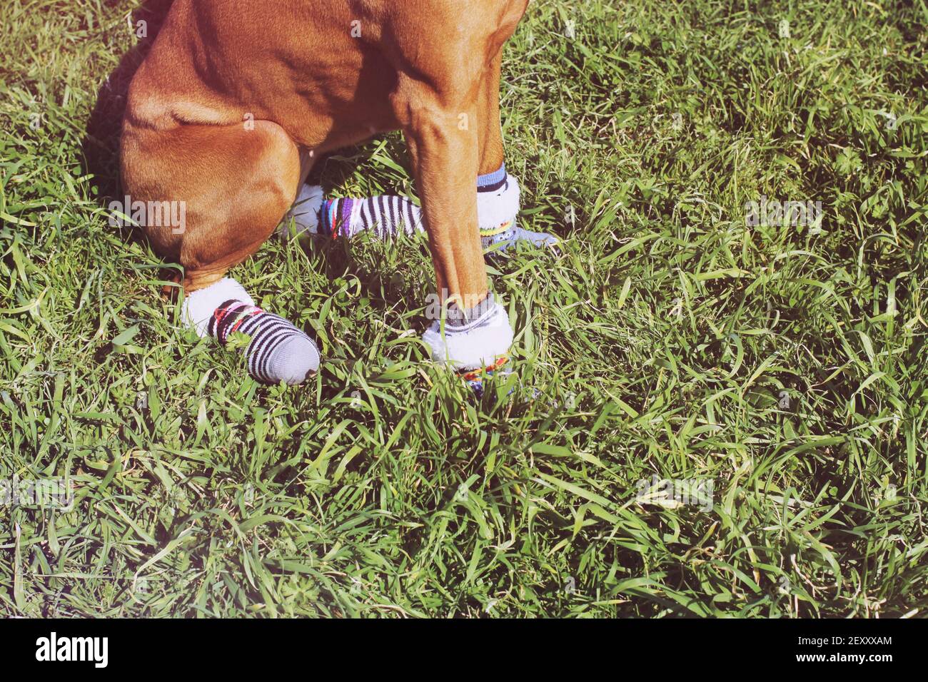 Wearing socks hires stock photography and images Alamy