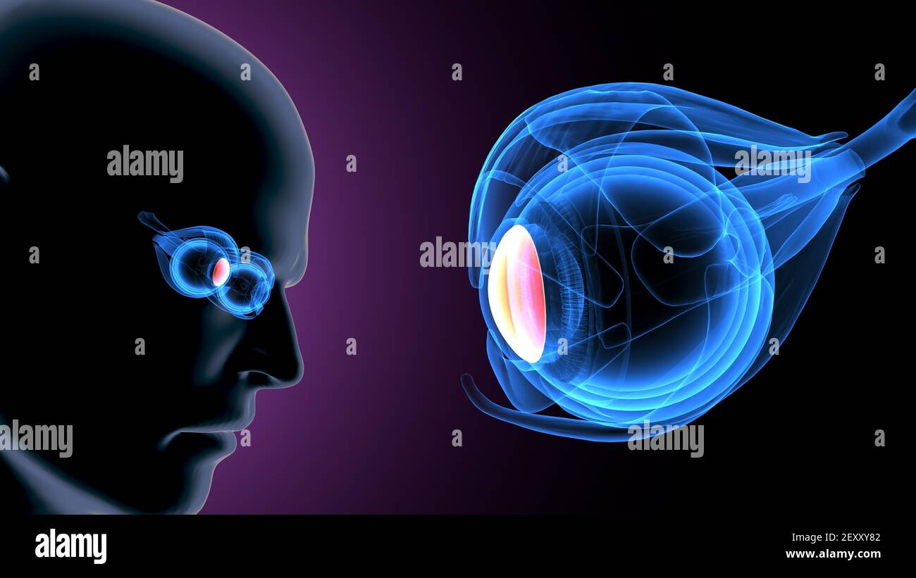3d render of human body eye anatomy Stock Photo - Alamy