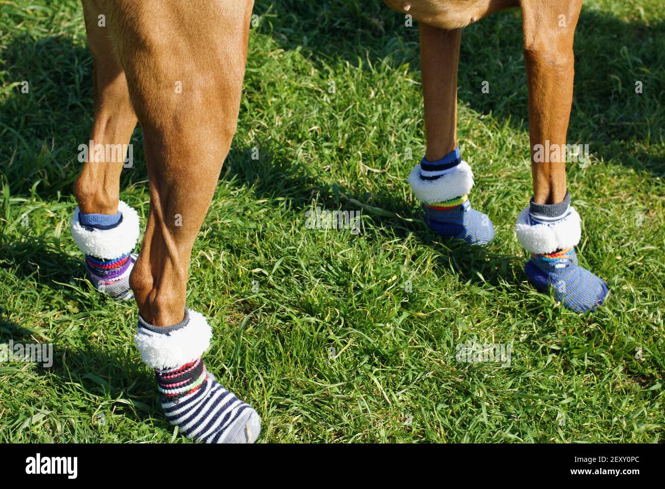 shot of a dog wearing socks Stock Photo Alamy