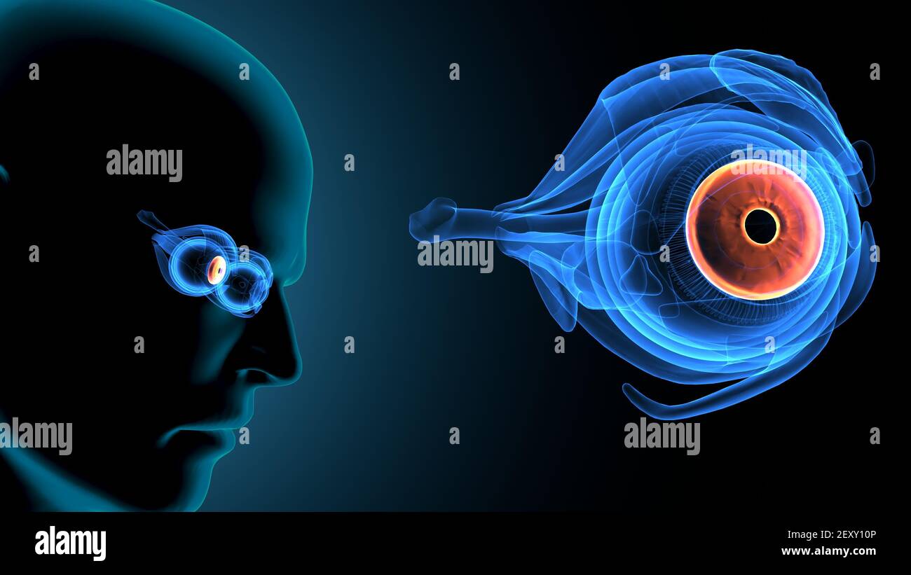 3d render of human body eye anatomy Stock Photo - Alamy
