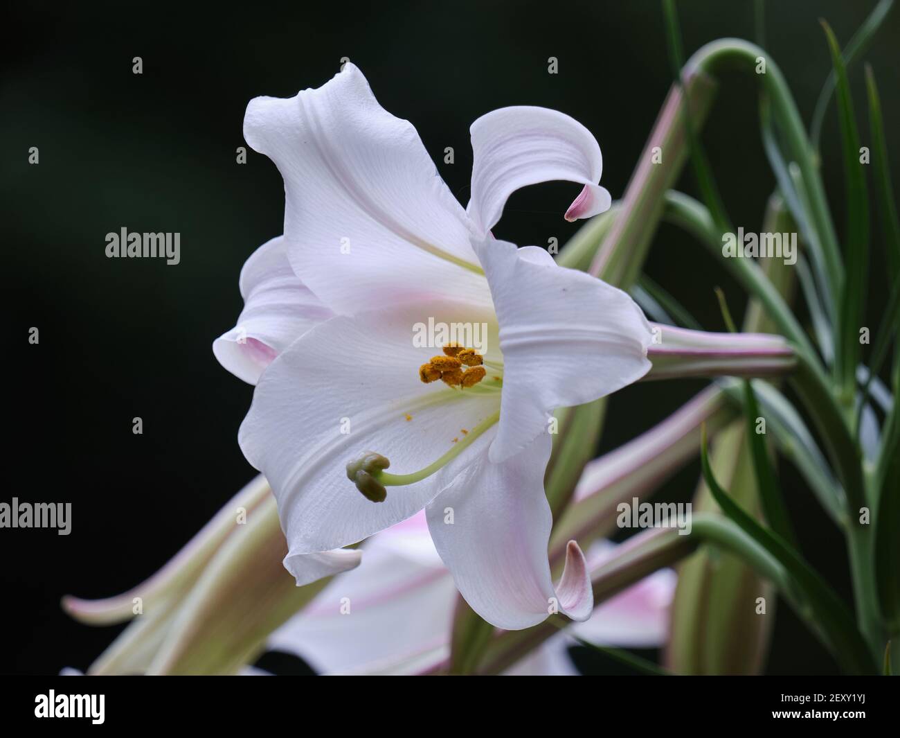 White Trumpet Lily Stock Photo