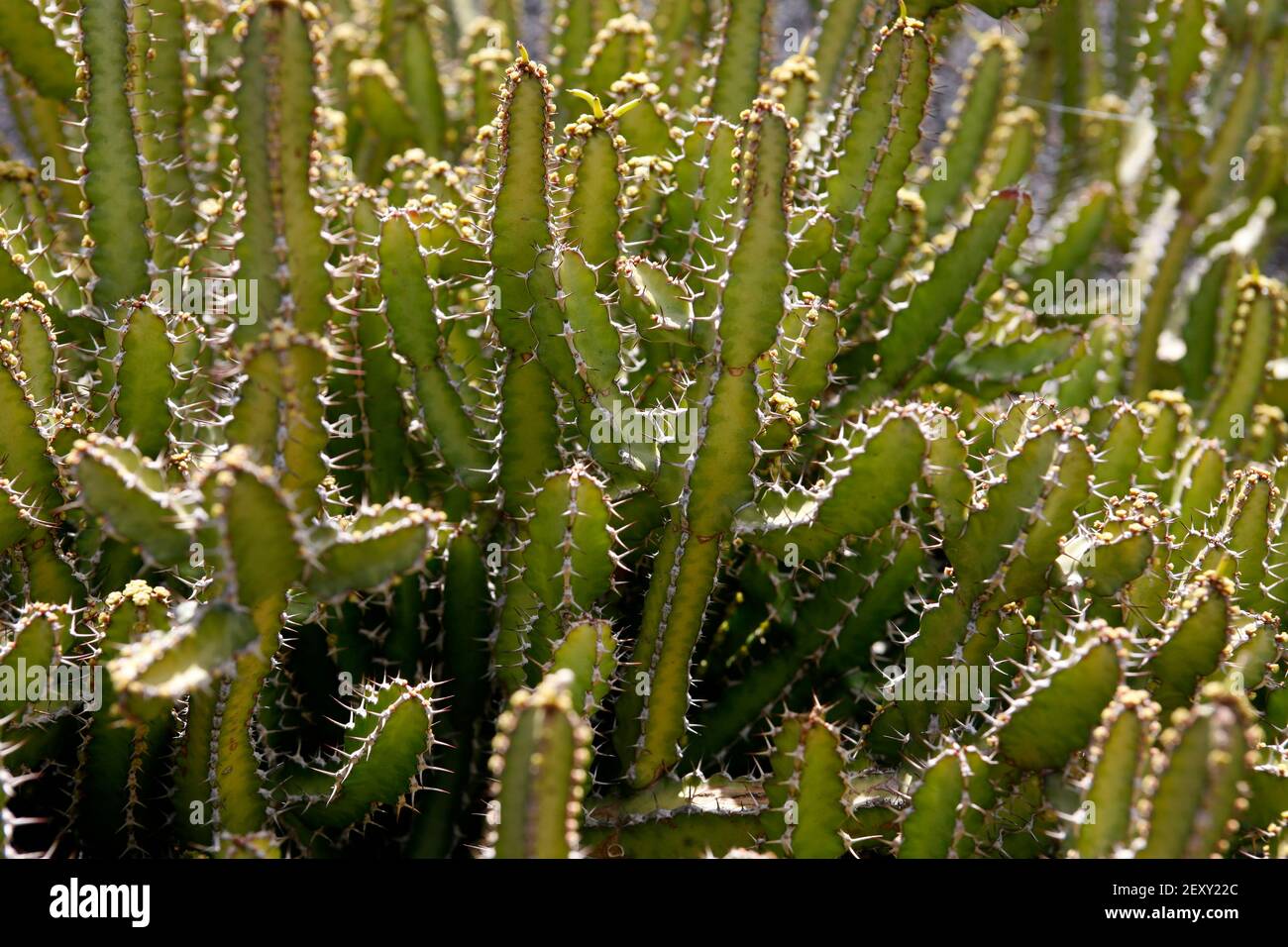 the Cactus Cactaceae or Euphorbiaceae or Euphorbia Griseola from Botswana at the Cactus Garden in the village of Guatiza on the Island of Lanzarote on Stock Photo