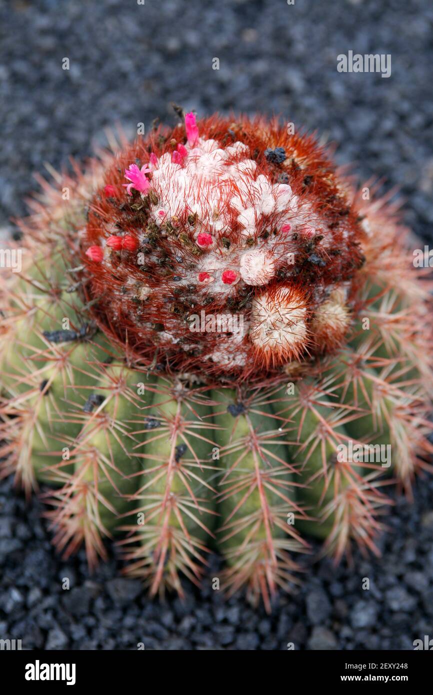 the Cactus Cactaceae or Melocactus Broadway from Tobago at the Cactus Garden in the village of Guatiza on the Island of Lanzarote on the Canary Island Stock Photo