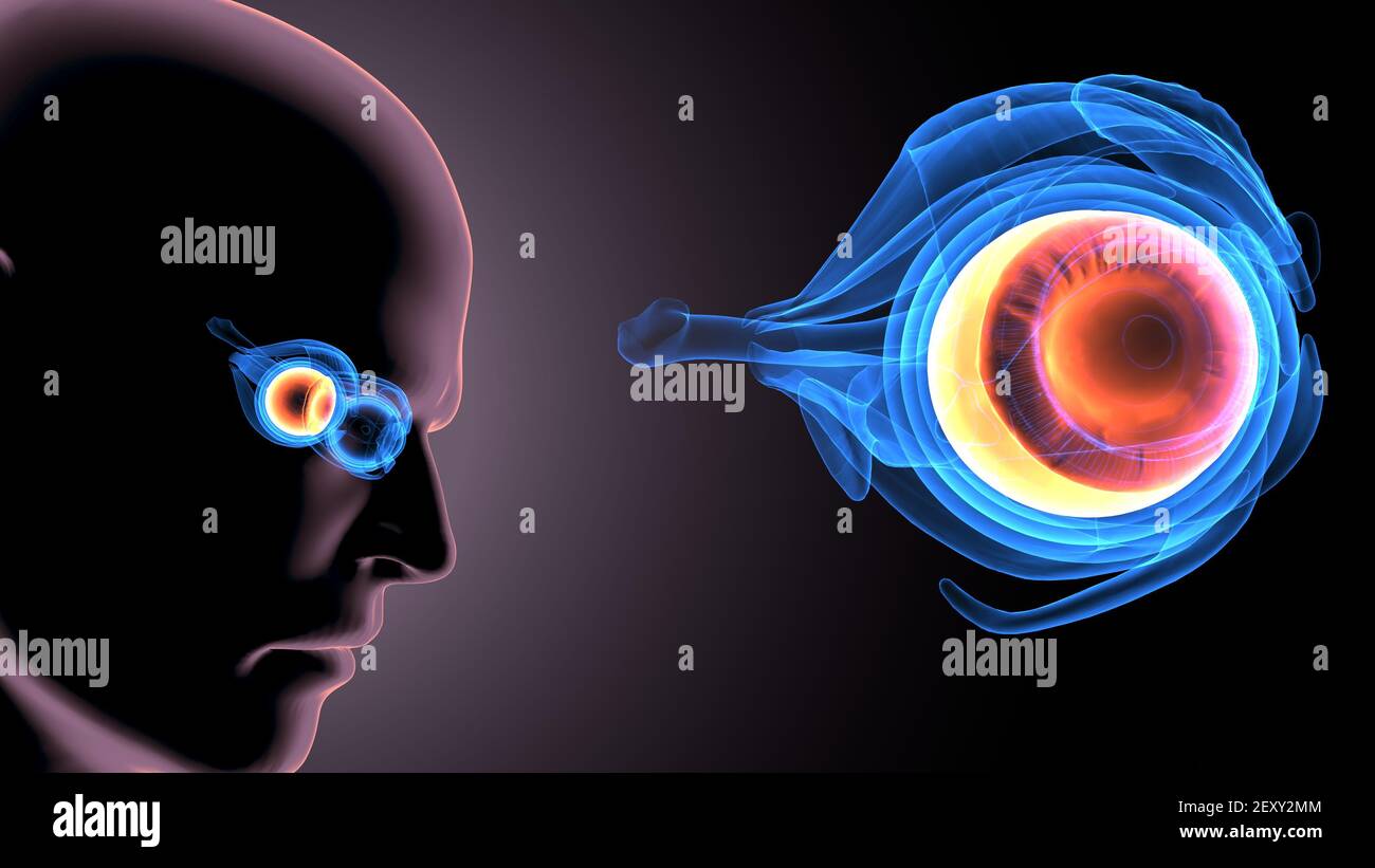 3d render of human body eye anatomy Stock Photo - Alamy 3d render of human body eye anatomy Stock Photo - Alamy