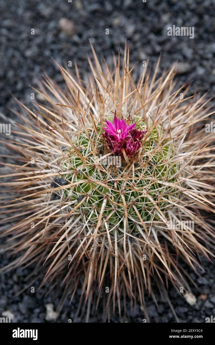 the Cactus Cactaceae or Stenocactus Multicostatus from Mexico at the Cactus Garden in the village of Guatiza on the Island of Lanzarote on the Canary Stock Photo