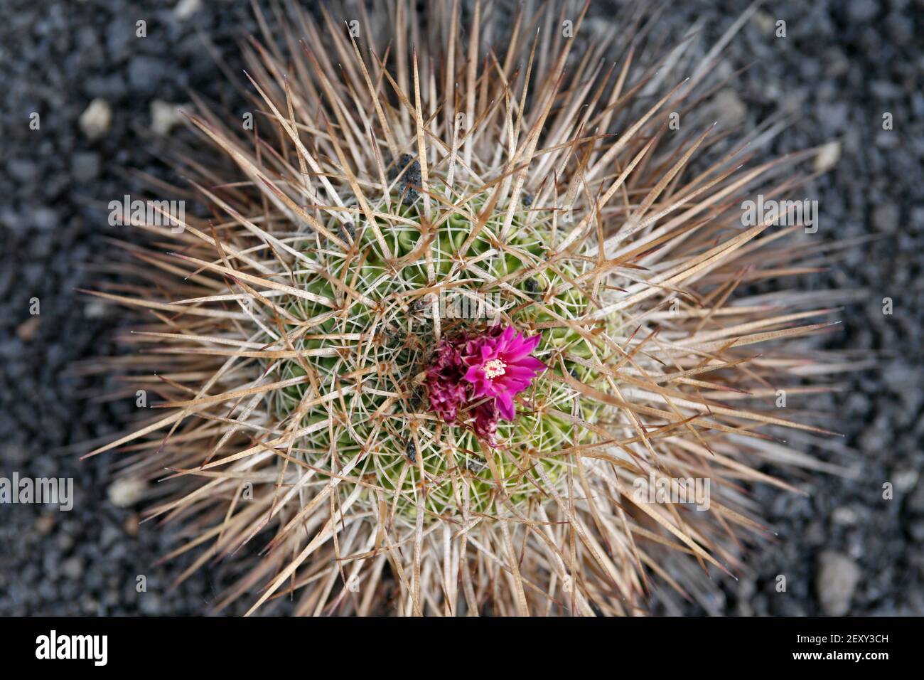 the Cactus Cactaceae or Stenocactus Multicostatus from Mexico at the Cactus Garden in the village of Guatiza on the Island of Lanzarote on the Canary Stock Photo