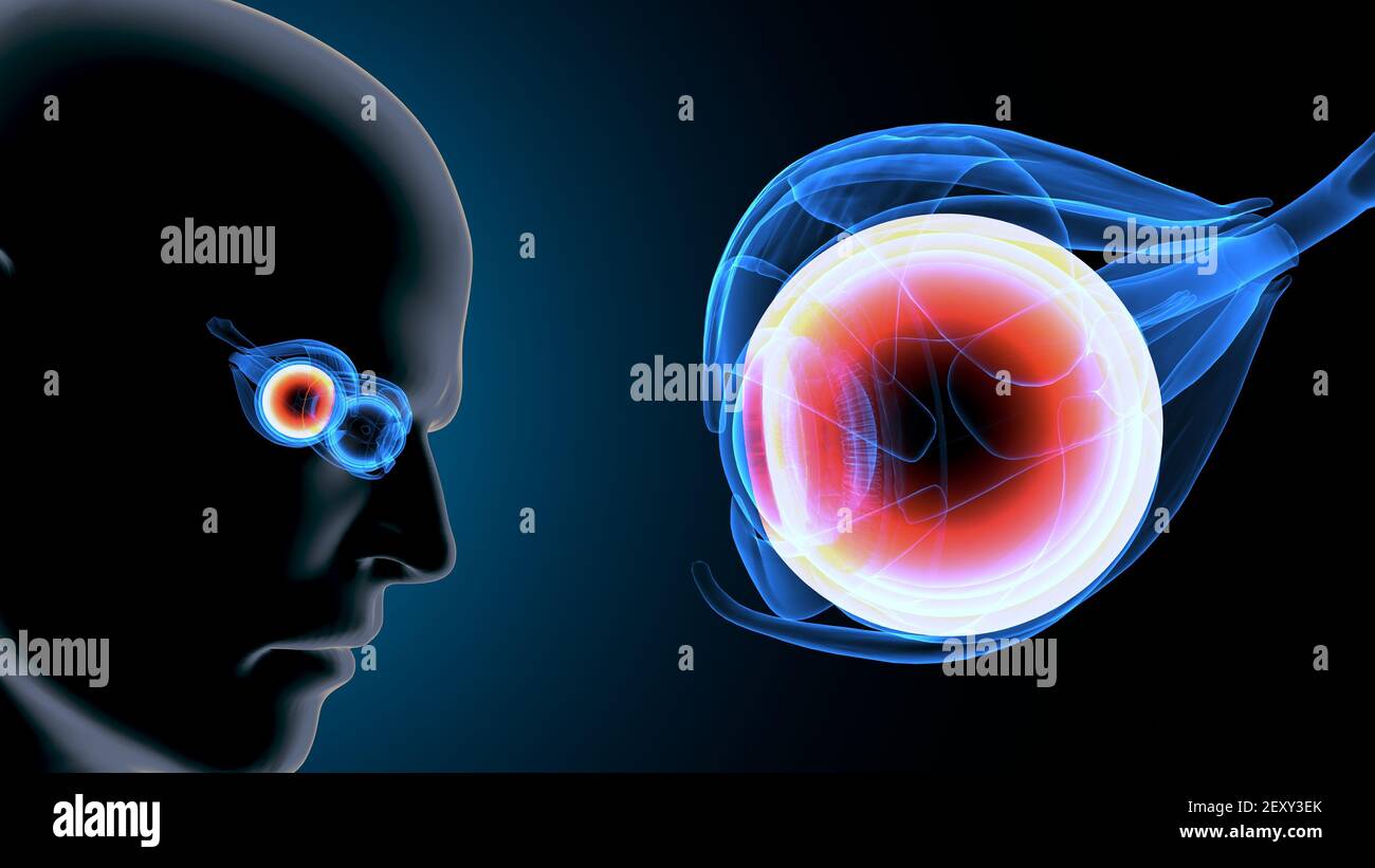 3d render of human body eye anatomy. Stock Photo