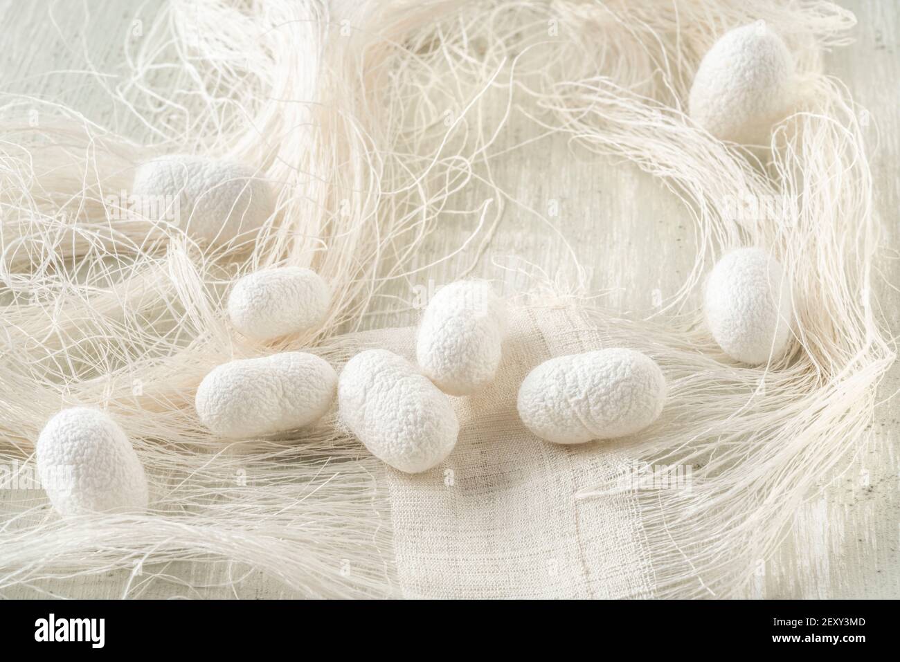 Silk cocoon the commercially bred caterpillar of silkworm moth, which
